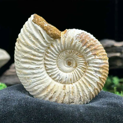 1.75" White Ribbed Ammonite Fossil D