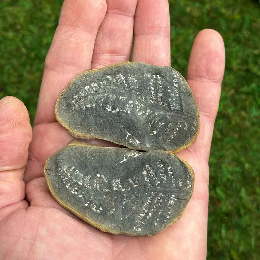 1.6" Illinois Fern Fossils D