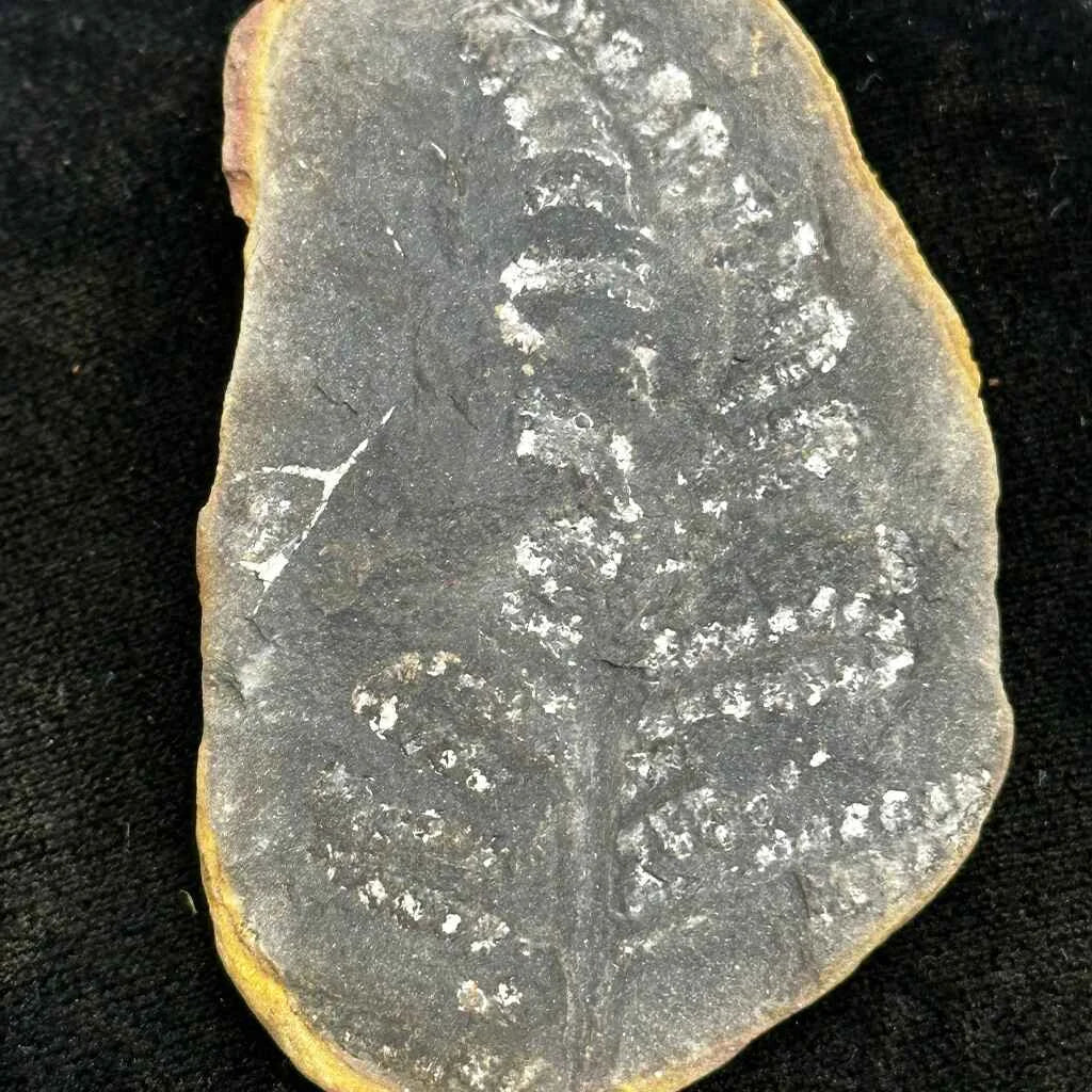 1.6" Illinois Fern Fossils D