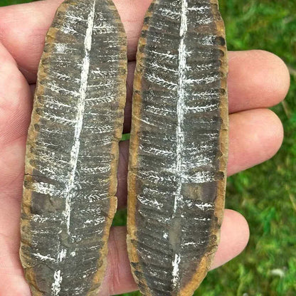 1.1" Illinois Fern Fossils F