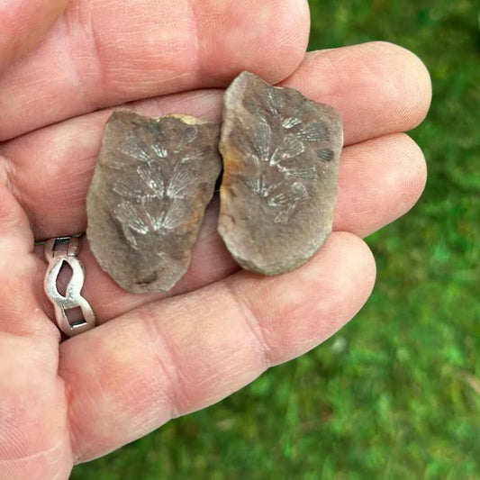 .75" Illinois Fern Fossils G