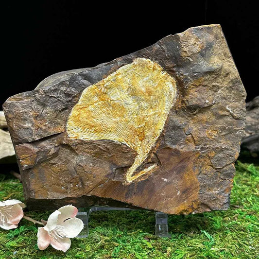 4.9" Ginkgo Leaf Fossil D