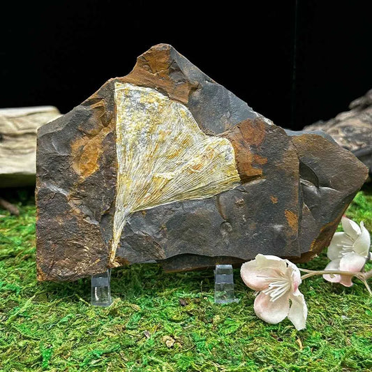 5.5" Ginkgo Leaf Fossil E