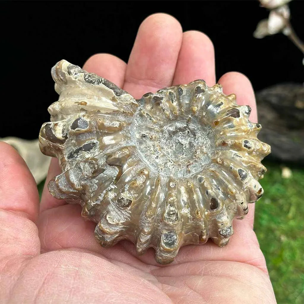 3" Tractor Ammonite A