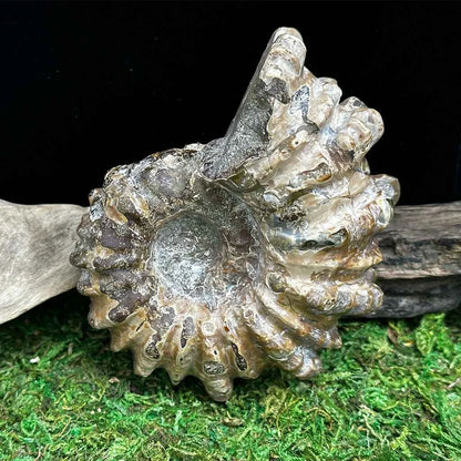 3" Tractor Ammonite A