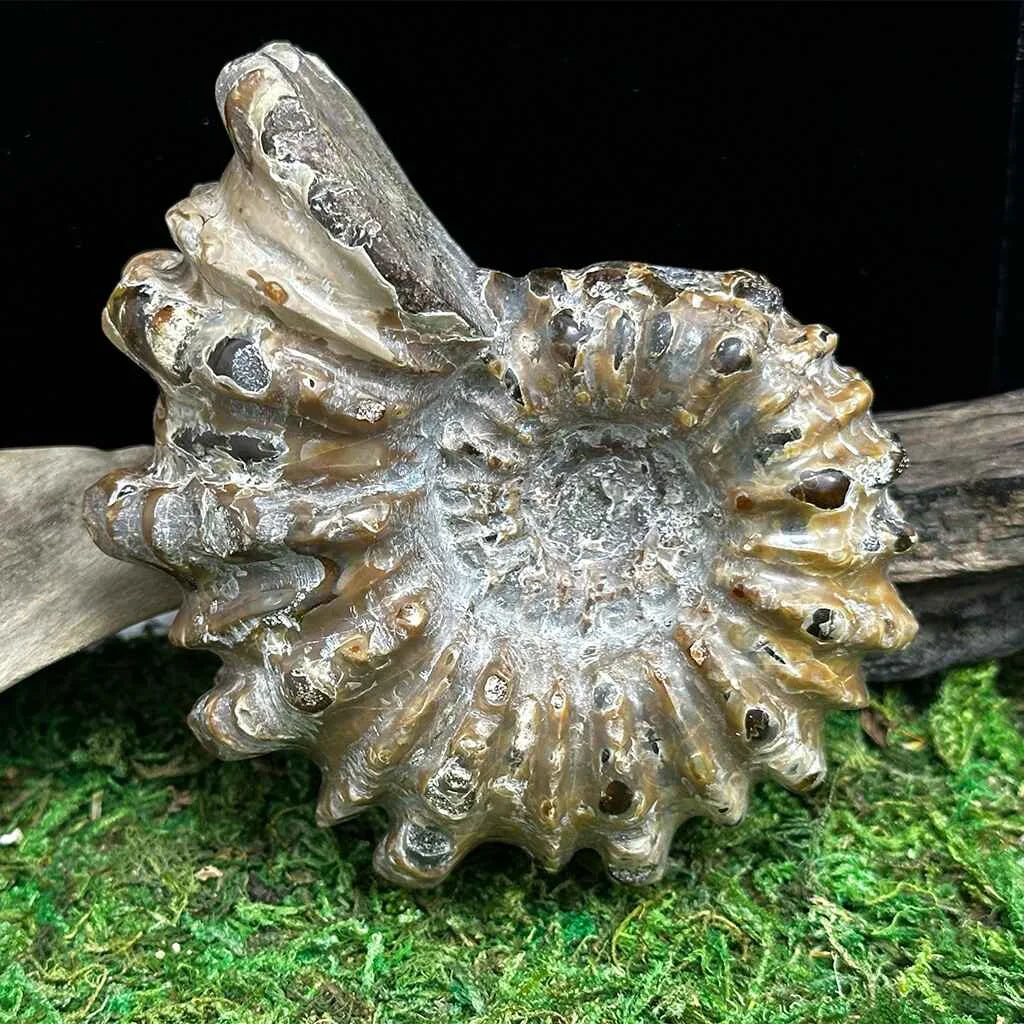 3" Tractor Ammonite A