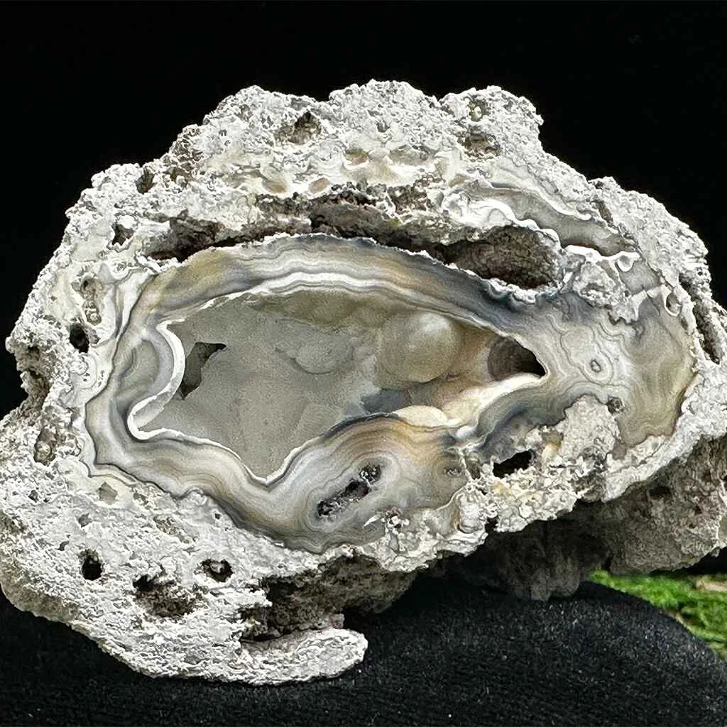 3" Agatized Fossilized Coral C