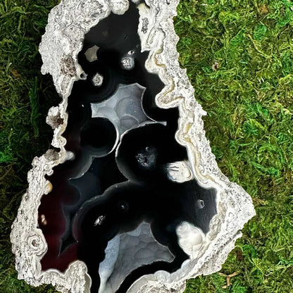 Dark polished agatized fossil coral cavities framed by white banded edges