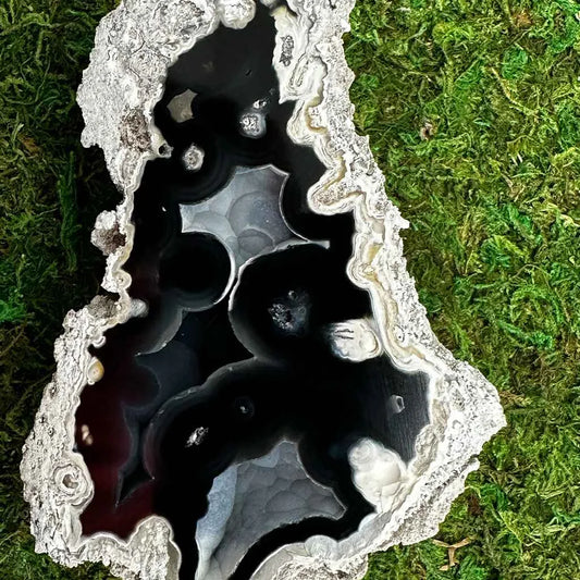 Dark polished agatized fossil coral cavities framed by white banded edges