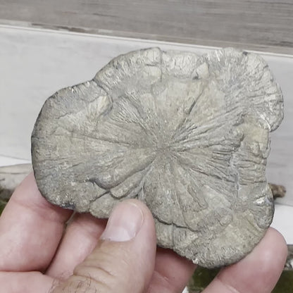 3.75" Pyrite Sun-Flower A