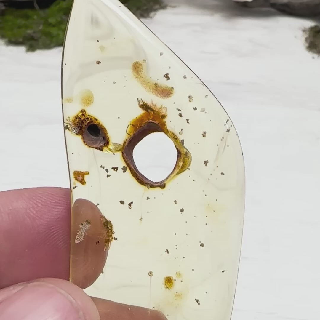 Fossils – Prospectors Crystals, Rocks & Gift Shop