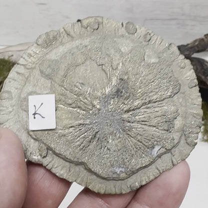 3.25" Pyrite Sun-Flower K